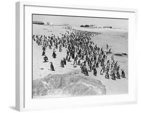 Penguins on the Beach at Dassen Island off the Coast of South Africa, 1935-null-Framed Photographic Print