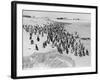Penguins on the Beach at Dassen Island off the Coast of South Africa, 1935-null-Framed Photographic Print