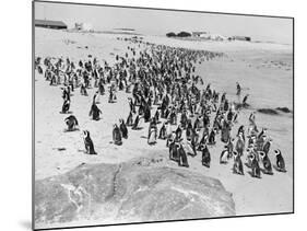 Penguins on the Beach at Dassen Island off the Coast of South Africa, 1935-null-Mounted Photographic Print