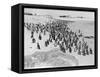 Penguins on the Beach at Dassen Island off the Coast of South Africa, 1935-null-Framed Stretched Canvas