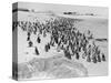 Penguins on the Beach at Dassen Island off the Coast of South Africa, 1935-null-Stretched Canvas