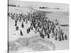 Penguins on the Beach at Dassen Island off the Coast of South Africa, 1935-null-Stretched Canvas