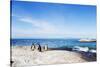 Penguins (Spheniscus demersus), Boulders Beach, Cape Town, Western Cape, South Africa, Africa-Christian Kober-Stretched Canvas