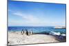 Penguins (Spheniscus demersus), Boulders Beach, Cape Town, Western Cape, South Africa, Africa-Christian Kober-Mounted Photographic Print