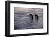 Penguins Waiting Out The Storm-null-Framed Art Print