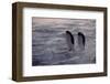 Penguins Waiting Out The Storm-null-Framed Art Print