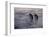 Penguins Waiting Out The Storm-null-Framed Art Print