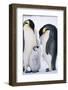 Penguins with Chick Standing on Snow-BMJ-Framed Photographic Print