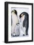 Penguins with Chick Standing on Snow-BMJ-Framed Photographic Print