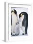 Penguins with Chick Standing on Snow-BMJ-Framed Photographic Print