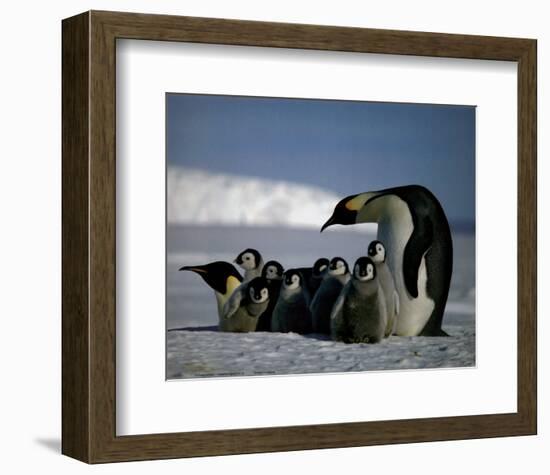 Penguins-null-Framed Art Print