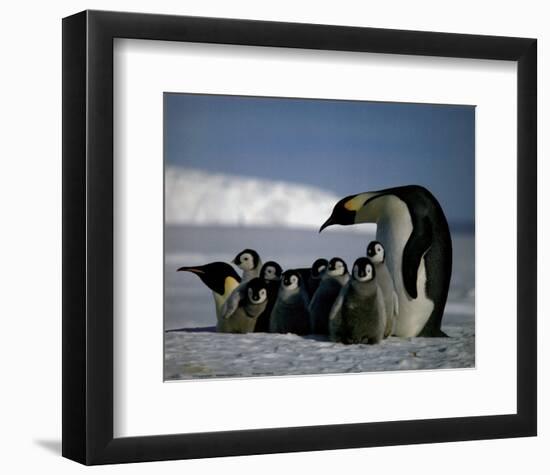 Penguins-null-Framed Art Print
