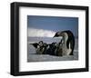 Penguins-null-Framed Art Print