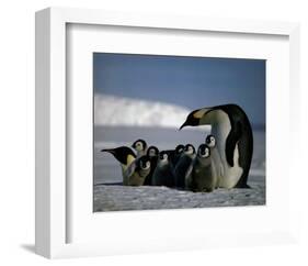 Penguins-null-Framed Art Print