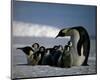 Penguins-null-Mounted Art Print