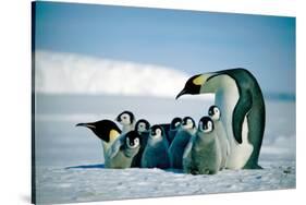 Penguins-null-Stretched Canvas