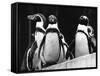 Penguins-null-Framed Stretched Canvas