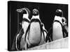 Penguins-null-Stretched Canvas