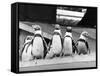 Penguins-null-Framed Stretched Canvas