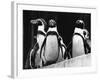 Penguins-null-Framed Photographic Print