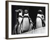 Penguins-null-Framed Photographic Print