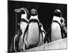 Penguins-null-Mounted Photographic Print