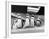 Penguins-null-Framed Photographic Print