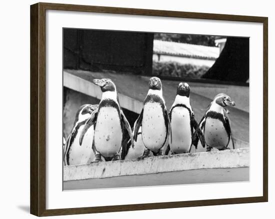 Penguins-null-Framed Photographic Print