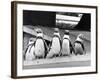 Penguins-null-Framed Photographic Print