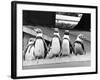 Penguins-null-Framed Photographic Print