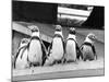 Penguins-null-Mounted Photographic Print