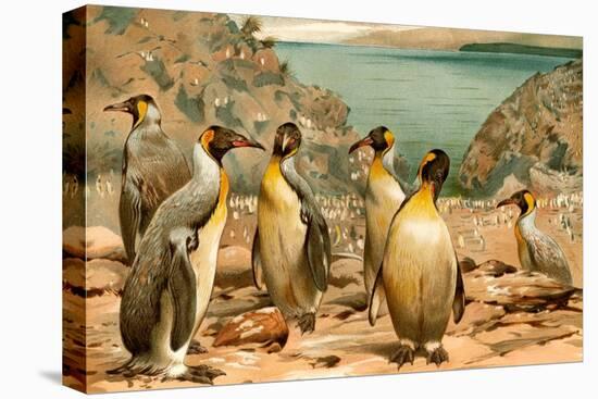 Penguins-F.W. Kuhnert-Stretched Canvas