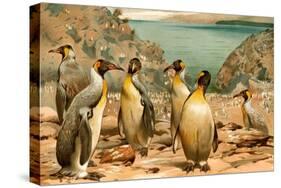 Penguins-F.W. Kuhnert-Stretched Canvas