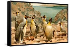 Penguins-F.W. Kuhnert-Framed Stretched Canvas