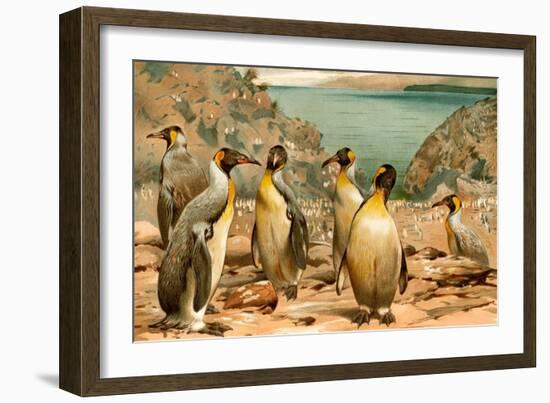 Penguins-F.W. Kuhnert-Framed Art Print