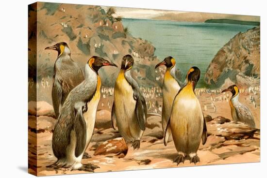 Penguins-F.W. Kuhnert-Stretched Canvas