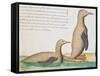 Penguins-null-Framed Stretched Canvas