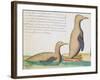 Penguins-null-Framed Giclee Print