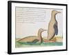 Penguins-null-Framed Giclee Print