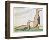 Penguins-null-Framed Premium Giclee Print