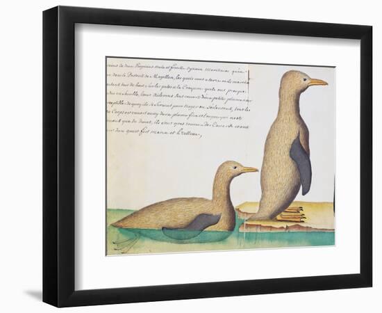 Penguins-null-Framed Premium Giclee Print