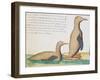 Penguins-null-Framed Giclee Print