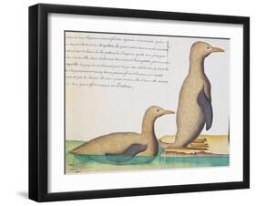 Penguins-null-Framed Giclee Print