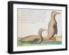 Penguins-null-Framed Giclee Print