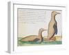 Penguins-null-Framed Giclee Print