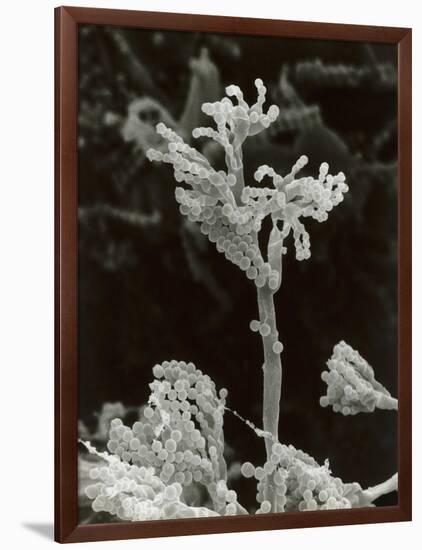 Penicillin Fungus Growing on Cheddar Cheese-Science Photo Library-Framed Photographic Print
