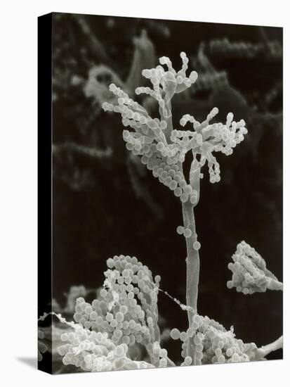 Penicillin Fungus Growing on Cheddar Cheese-Science Photo Library-Stretched Canvas