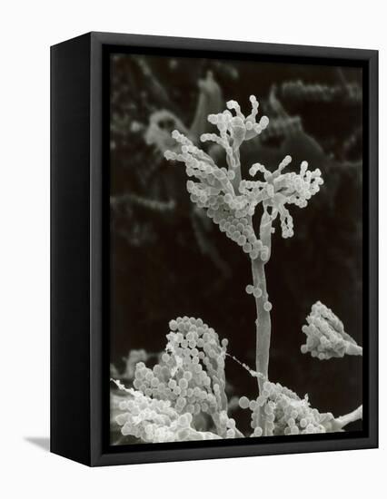Penicillin Fungus Growing on Cheddar Cheese-Science Photo Library-Framed Stretched Canvas