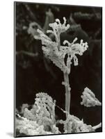 Penicillin Fungus Growing on Cheddar Cheese-Science Photo Library-Mounted Photographic Print