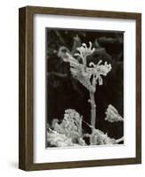 Penicillin Fungus Growing on Cheddar Cheese-Science Photo Library-Framed Photographic Print